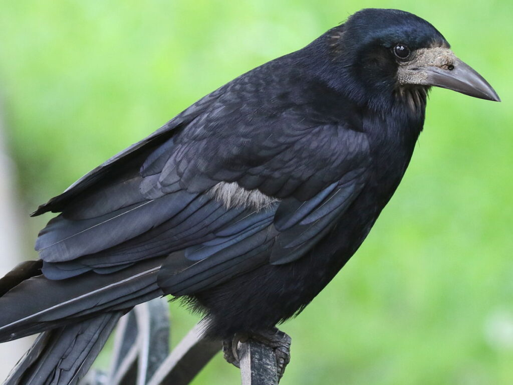 Rook  BTO - British Trust for Ornithology