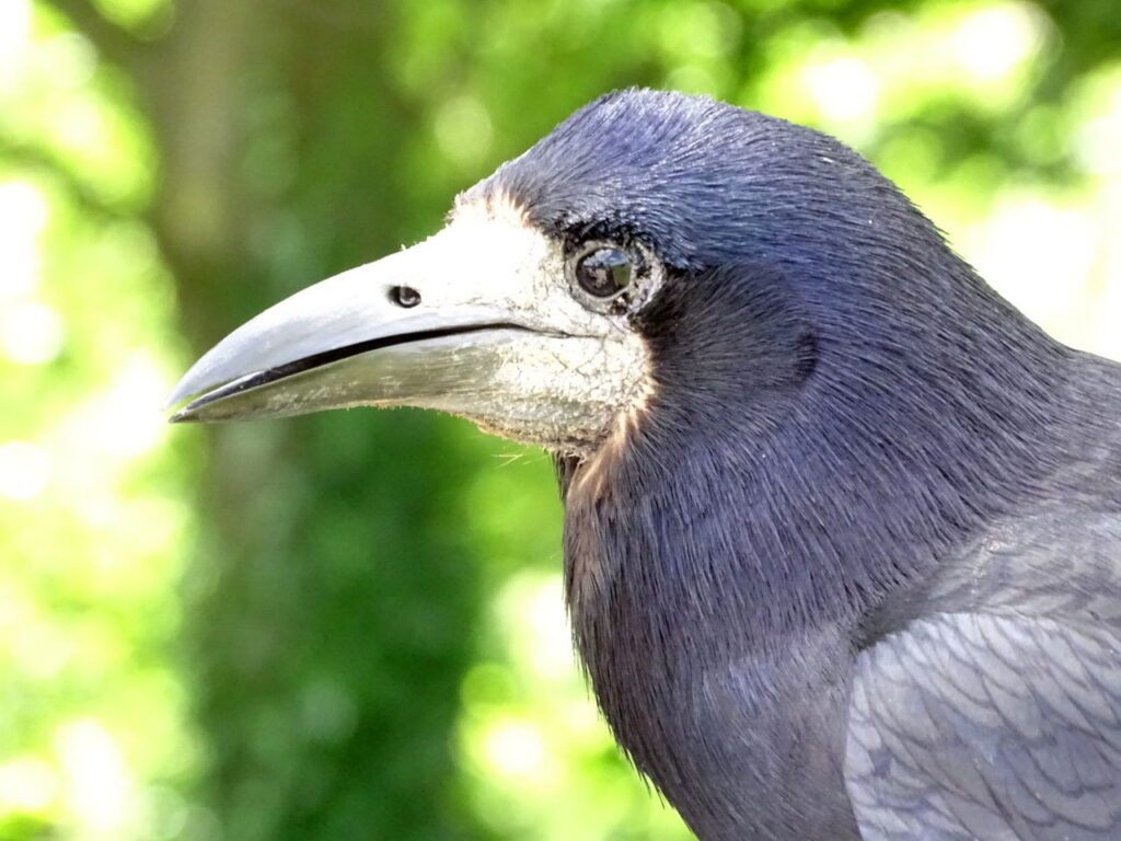 Rook (Corvus frugilegus) - British Birds - Woodland Trust