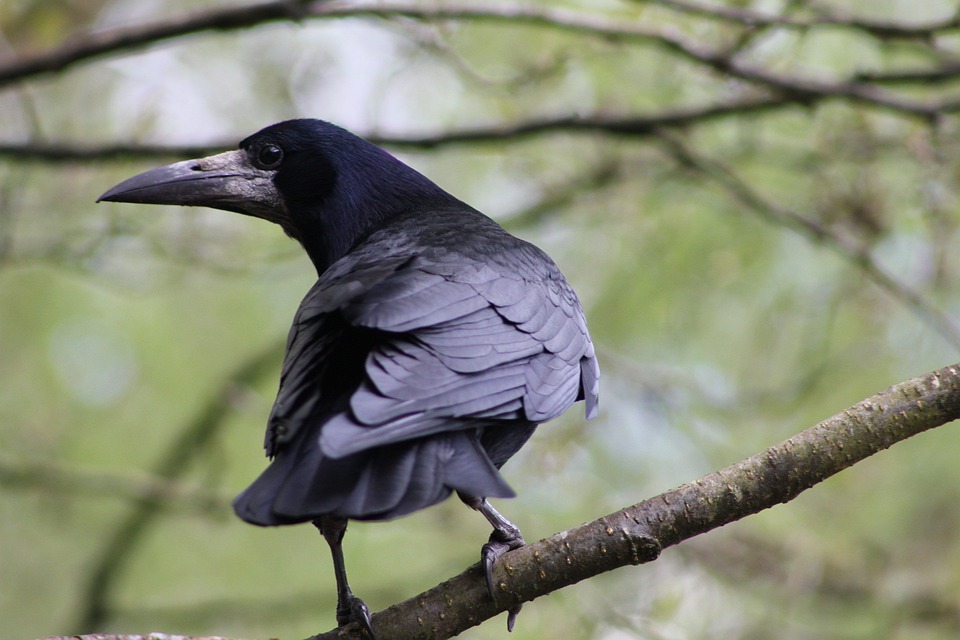 Rook (Corvus frugilegus) - British Birds - Woodland Trust