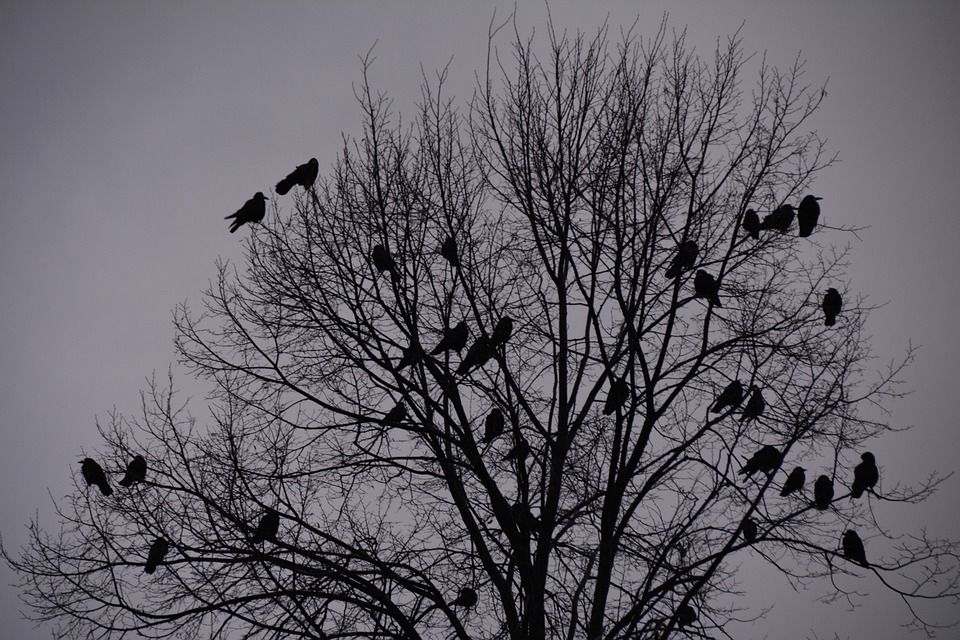 The Pecking Order of Rooks